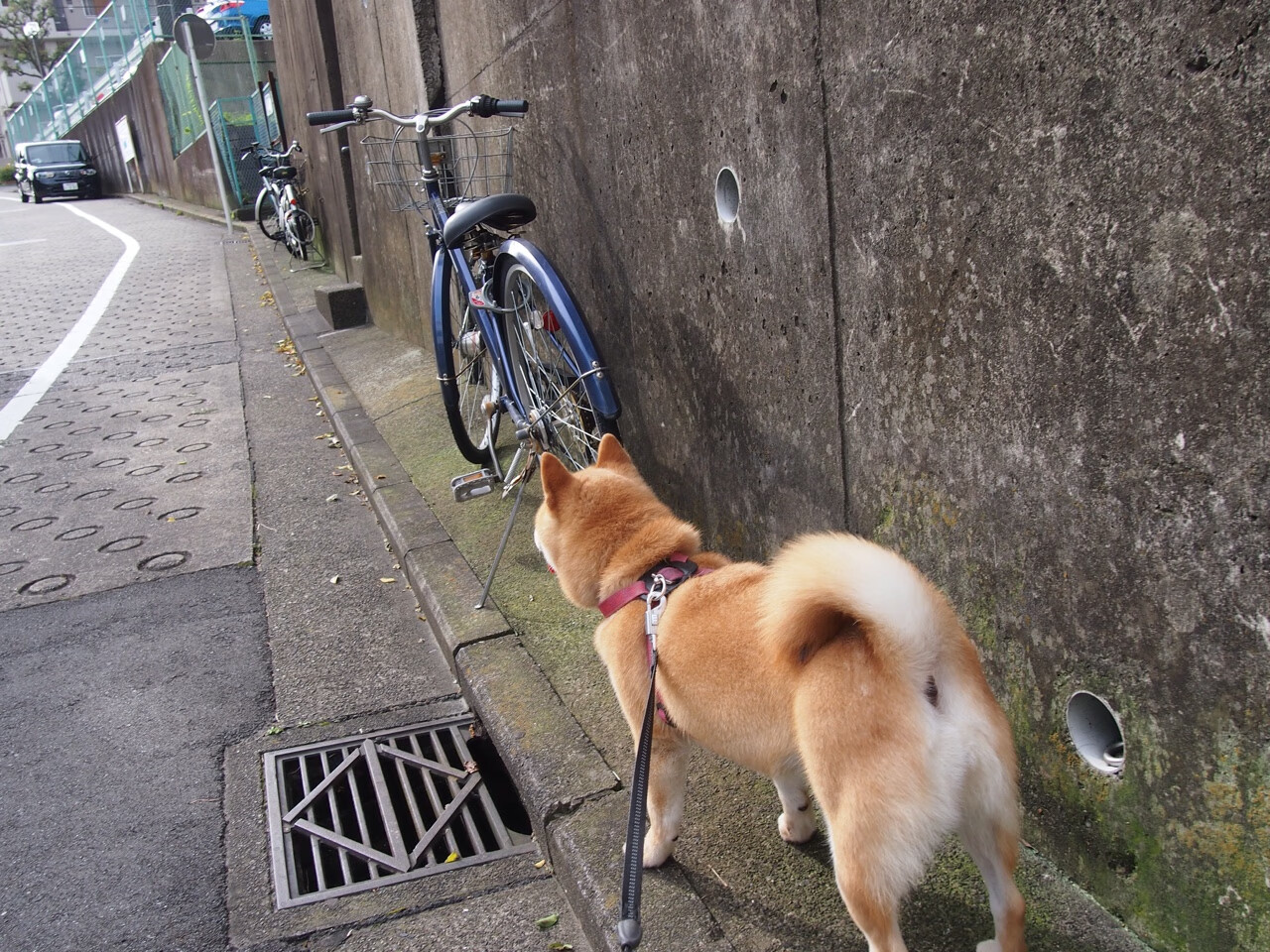 传统龙舟赛:水上划桨的民族荣耀,赛龙舟时划桨的人叫什么