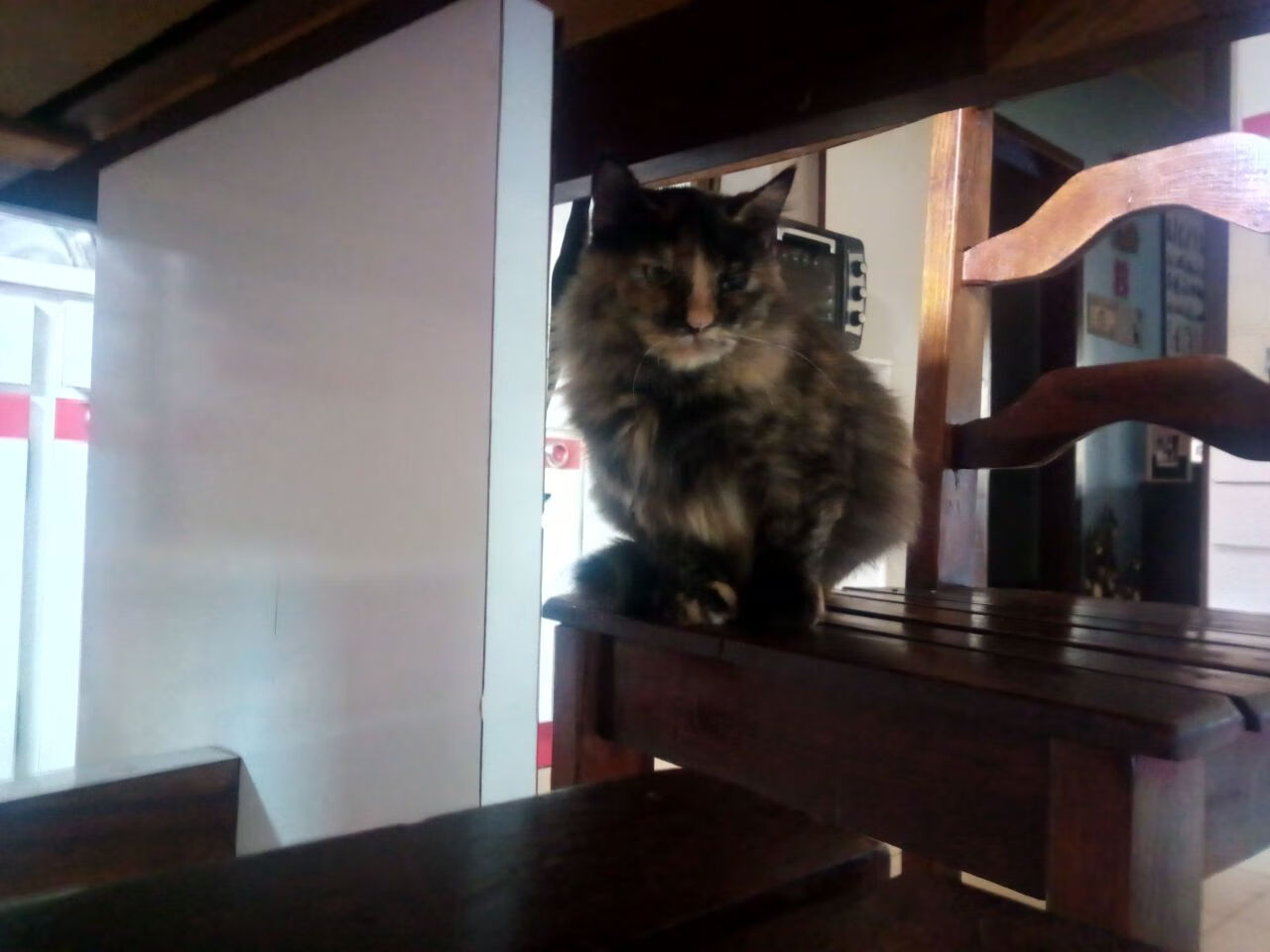 城市自行车改装秀:速度与个性的融合,自行车改装车