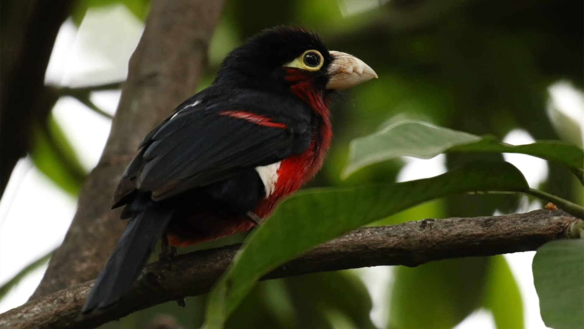 未来总冠军热门球队,谁能笑到最后?,未来球星的意思