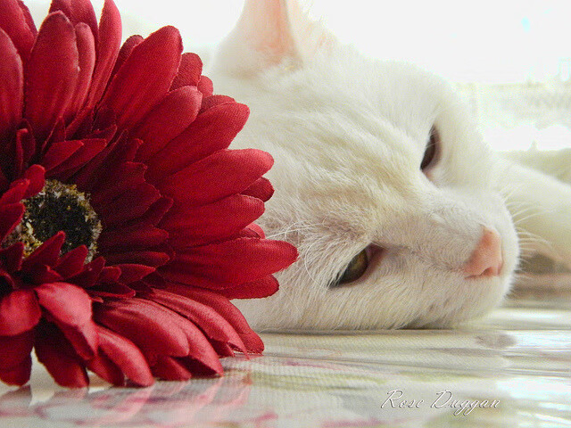 球员榜单：本赛季欧冠最佳射手TOP10，2021赛季欧冠射手榜