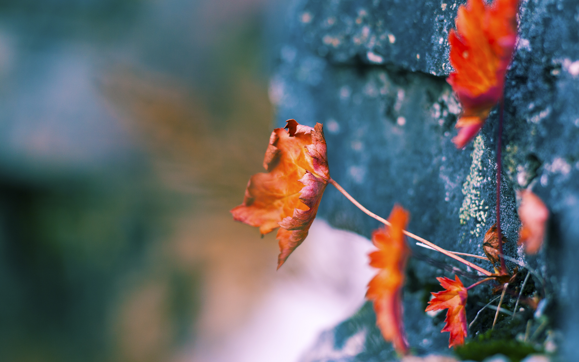 乐鱼官方登录入口-CBA联赛市场推广计划，cba营销方案