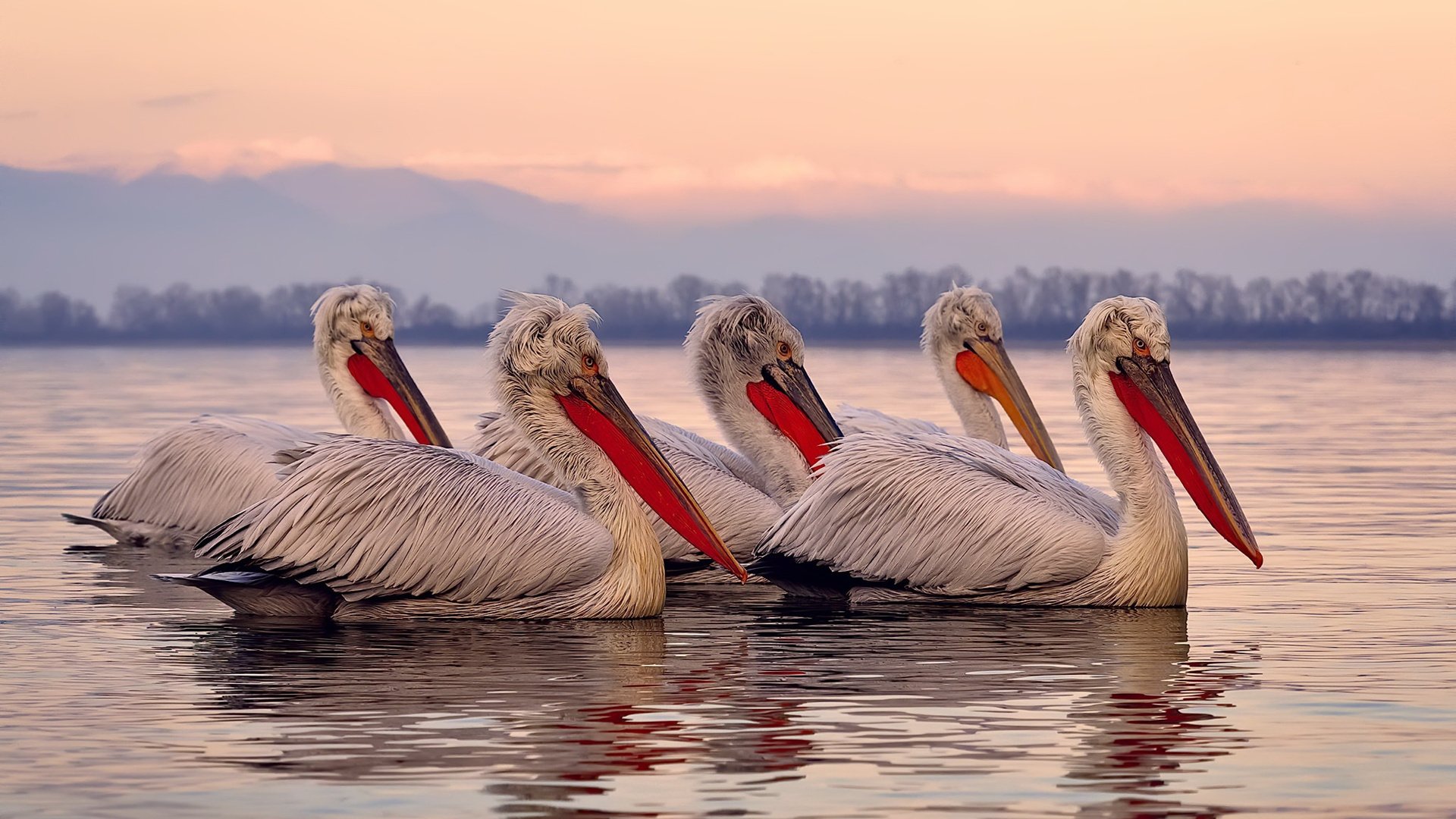 C9世界赛分组结果公布,c9世界赛分组结果公布了吗