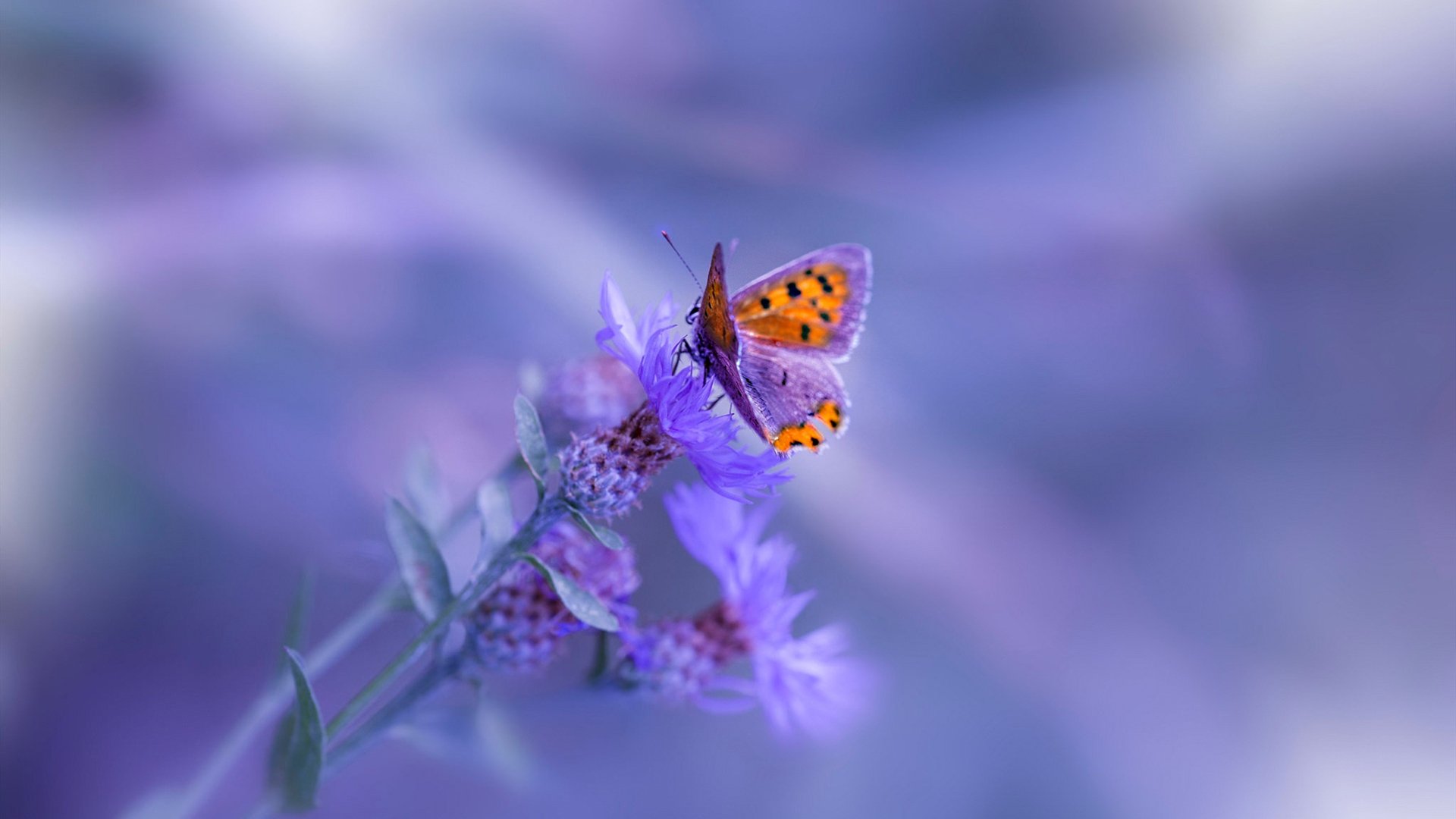 LPL职业联盟制定选手行为规范管理细则,lol职业选手处罚