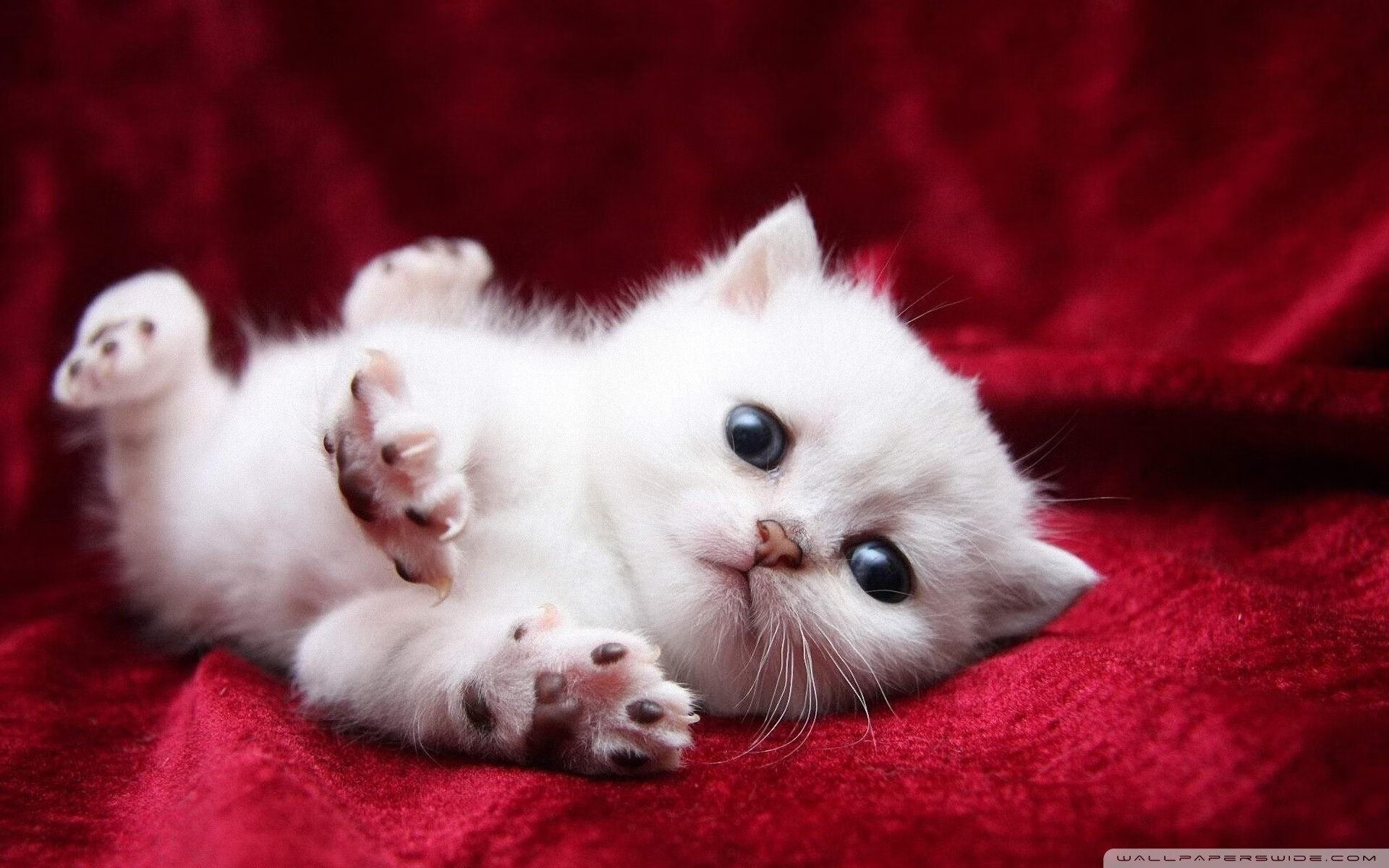 PSG.LGD选手转会市场动态,lgd psg战队