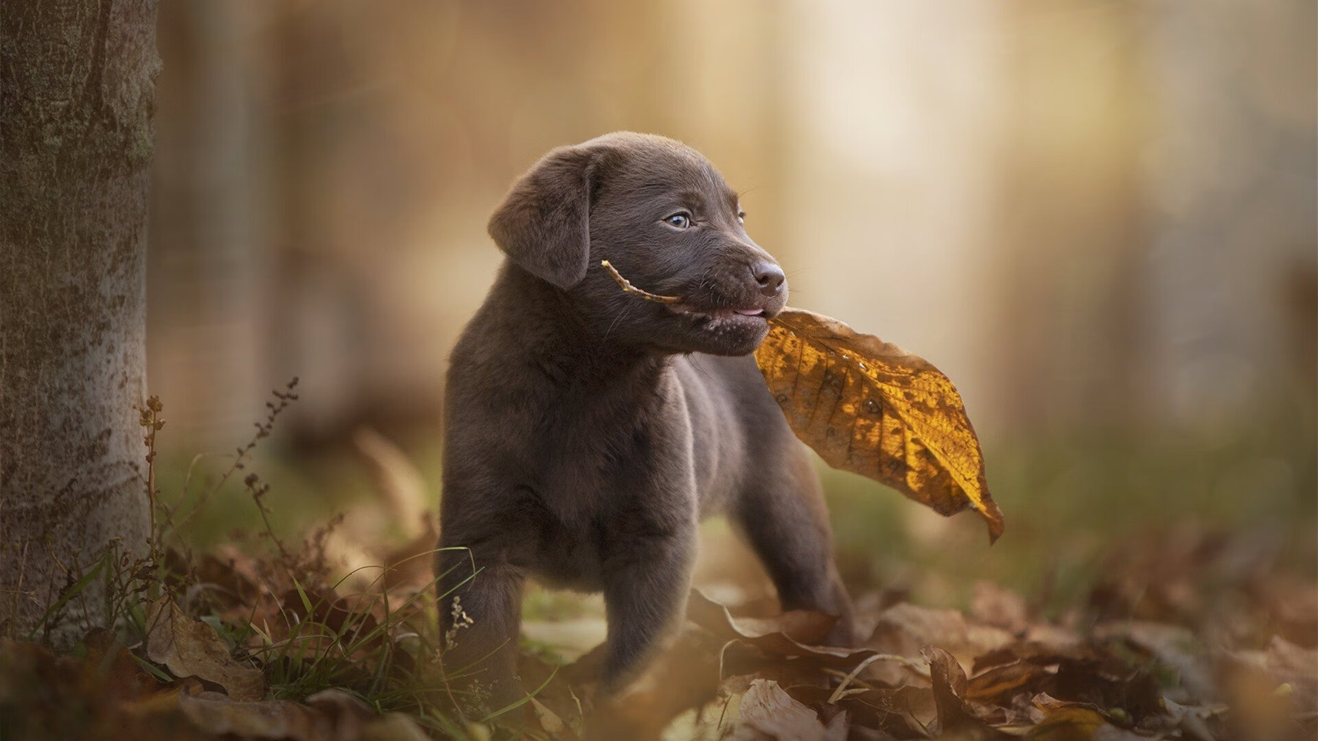 PSG.LGD选手转会市场动态,lgd psg战队