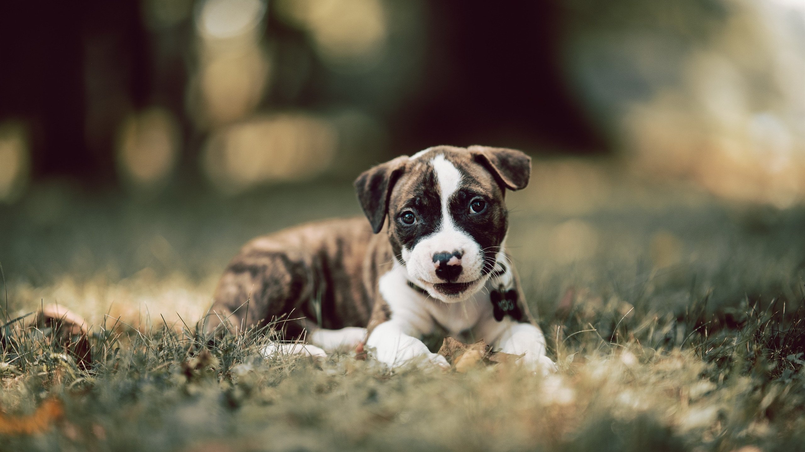 中国女足世界杯备战，加速冲击世界强队，中国女足世界杯备战,加速冲击世界强队的是谁