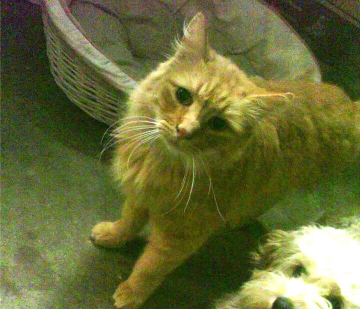 华山杯篮球赛即将开始,球迷热情高涨,华山官方网站