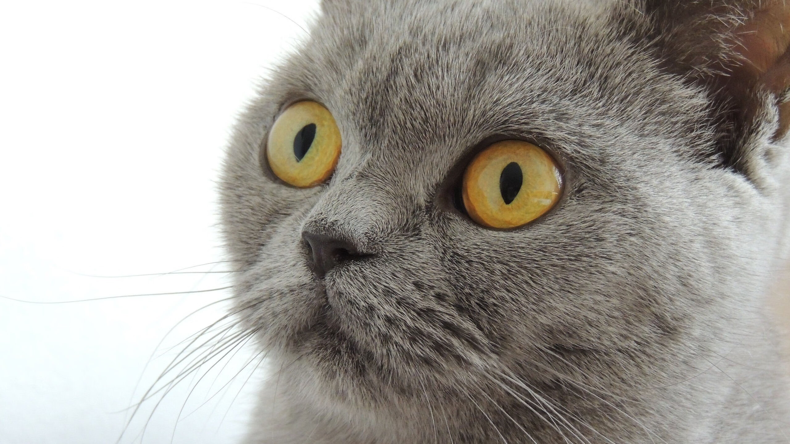 塞内加尔男足在巴黎奥运会上展现出强大的团队协作能力，塞内加尔足球队名单