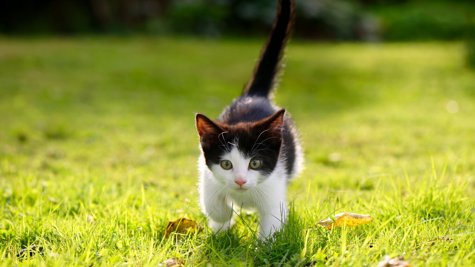 女足世界杯球迷文化节庆活动,女足世界杯用球遭弃用