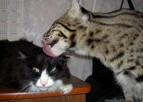 斯洛文尼亚对决冰岛:胜者笑到最后,斯洛文尼亚vs