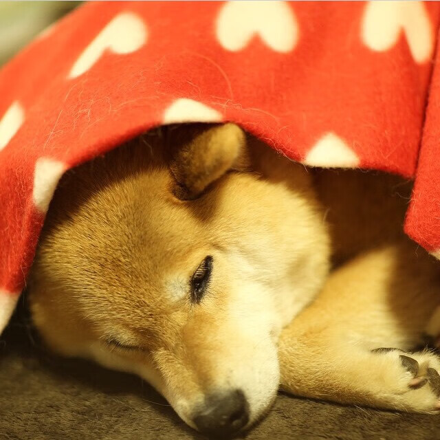 杰出人才助力球队 队伍士气高涨