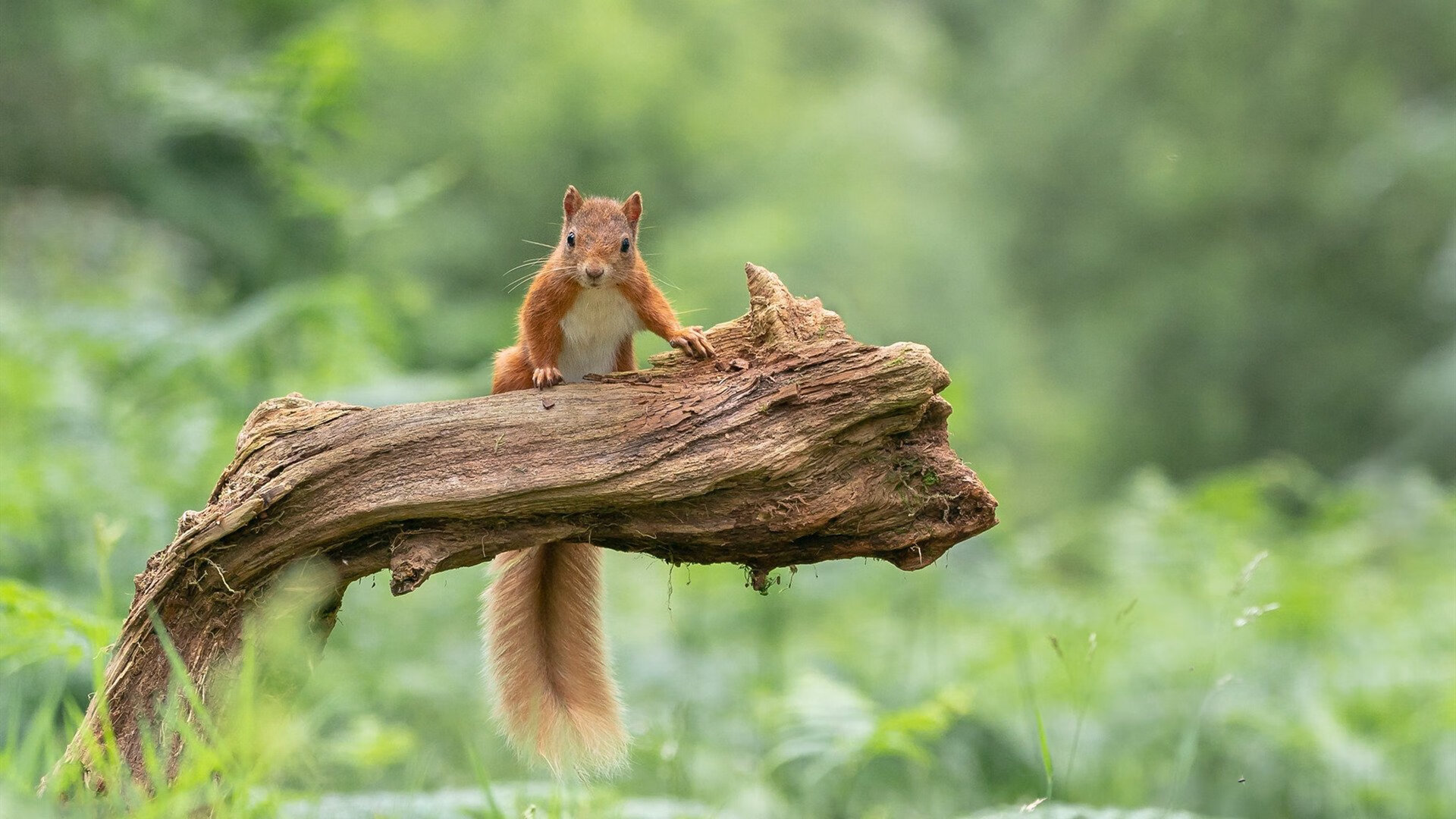 热血澎湃的体育竞技,观众欢呼不止,体育竞技霸气口号
