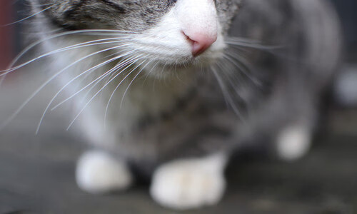 乐鱼电竞· (中国)官方网站-阿斯顿维拉0-1曼城，遭遇两连败，阿斯顿维拉对曼联阵容