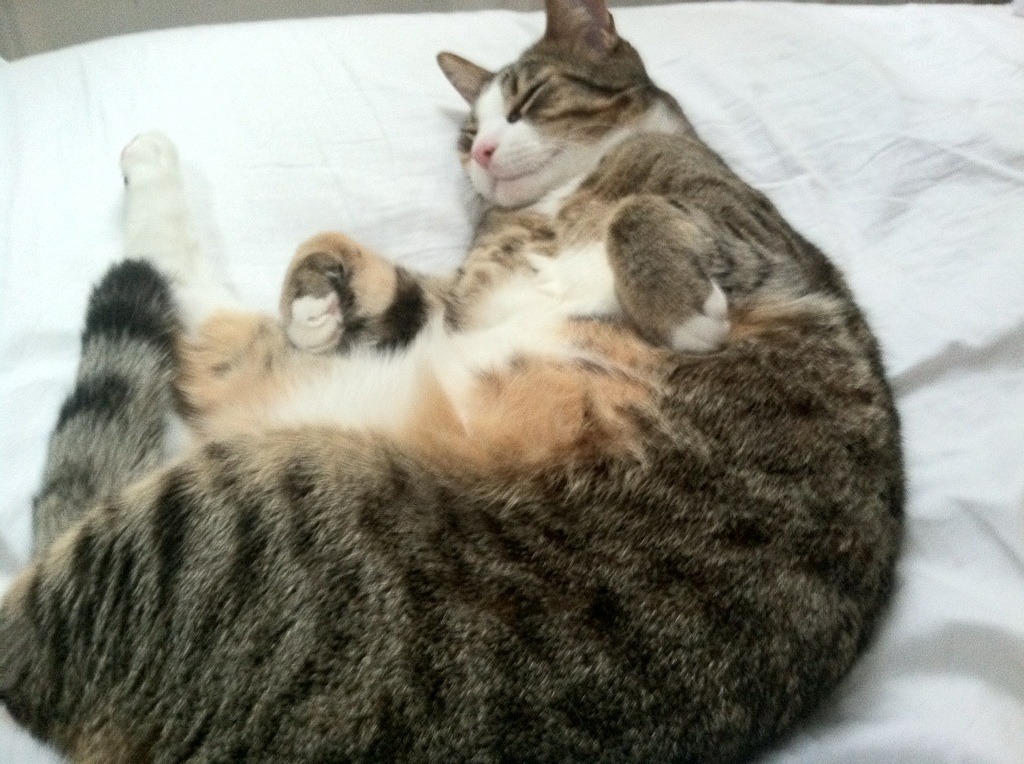 全国青年花式轮滑锦标赛激烈角逐,全国青年花样滑冰锦标赛