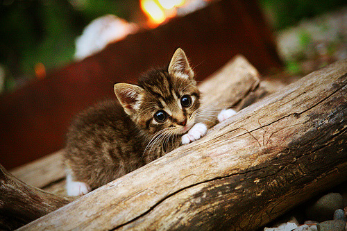 leyu.com-高校体育师资队伍建设与专业发展研究，高校体育师资队伍建设与专业发展研究论文