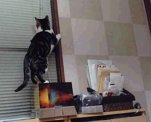 CBA球队注重未来人才培养,cba球队价值