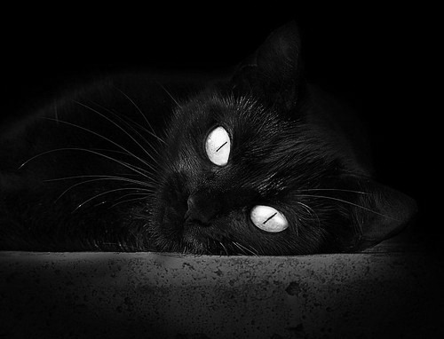 “高新体育中心:武术赛场的快速反应与精湛技巧让观众热血沸腾”