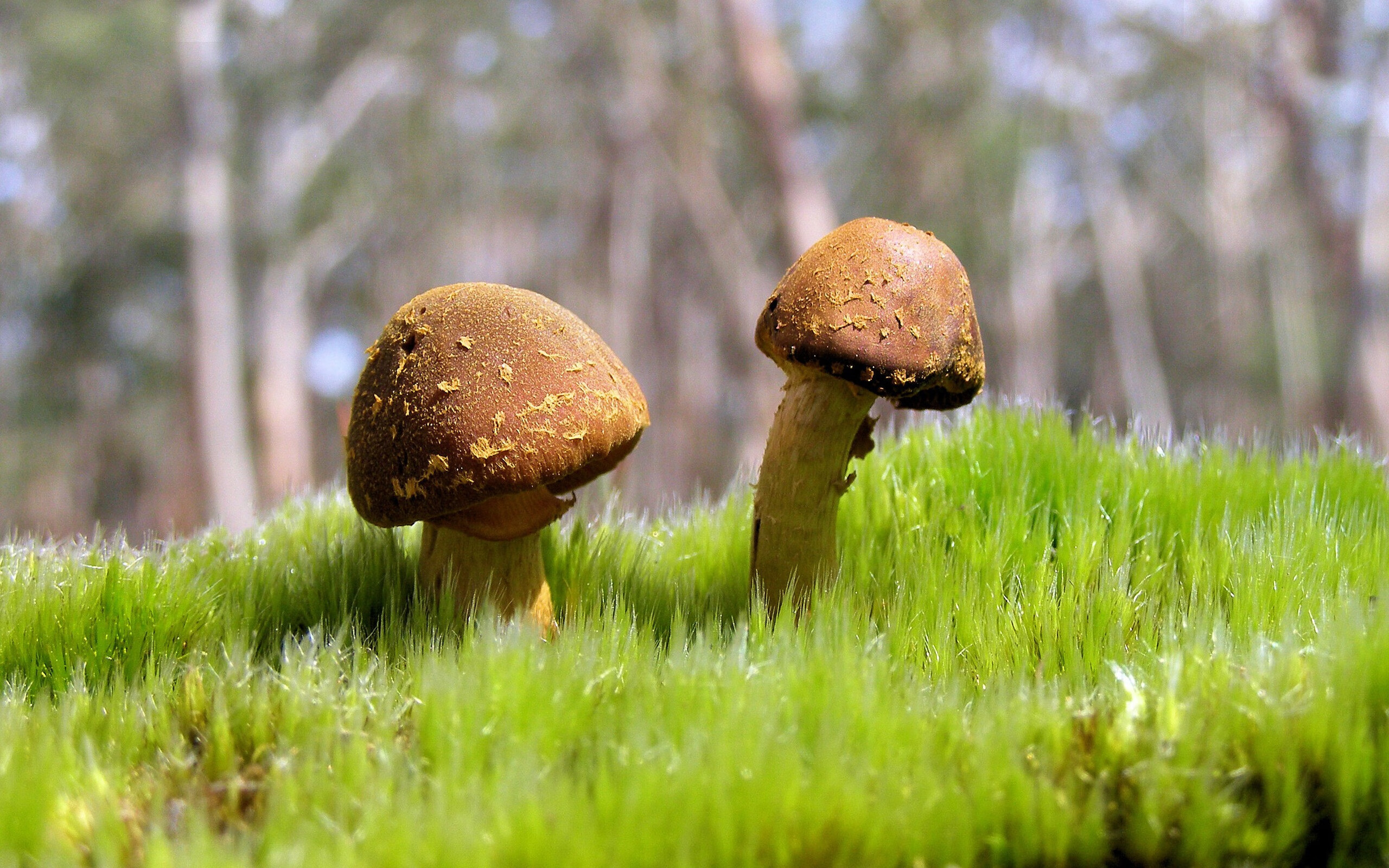 中国香港队团体赛制深度分析:如何利用规则突破对手防线,香港队员