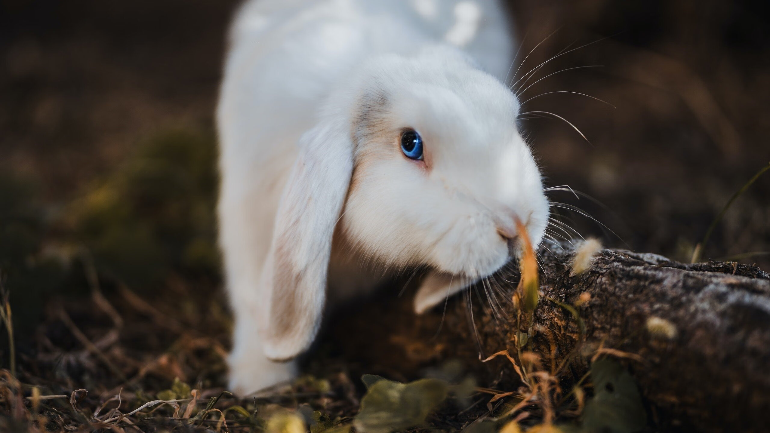 中国足球青训体系国际化交流活动频繁,中国足球的青训理念包括