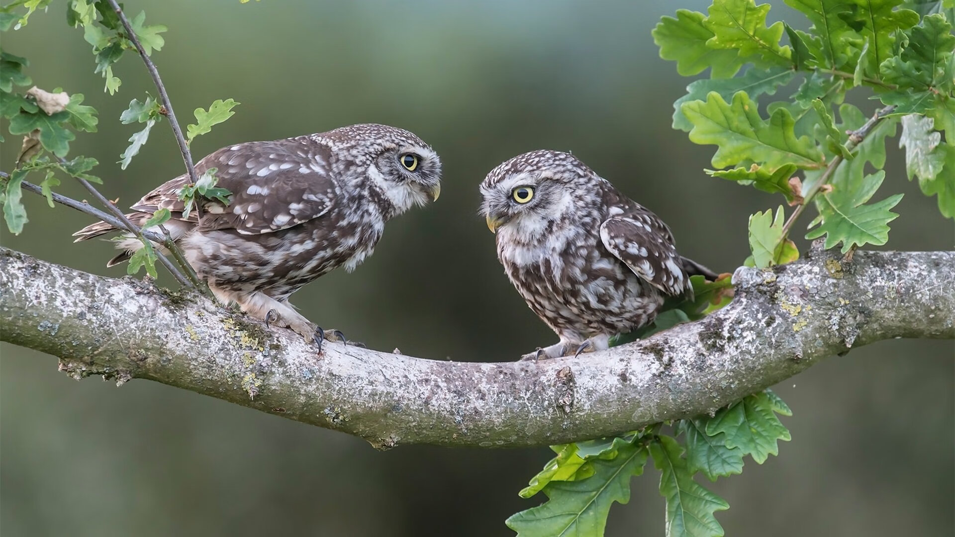 恩多耶-布鲁阿尔用坚持和努力书写辉煌，恩布利欧百度百科