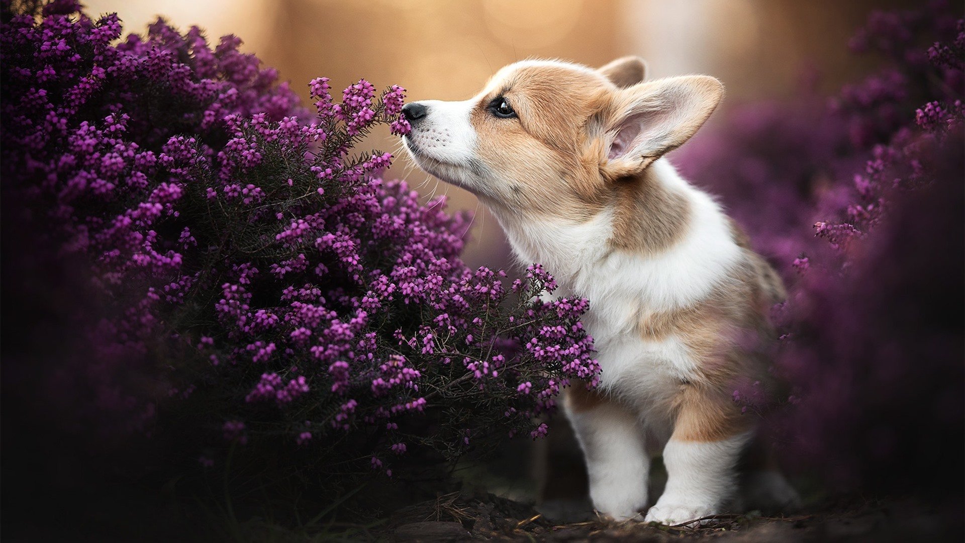 leyu乐鱼官网登录入口-法甲天才崭露头角：未来巨星引领风潮！，法甲实力定位