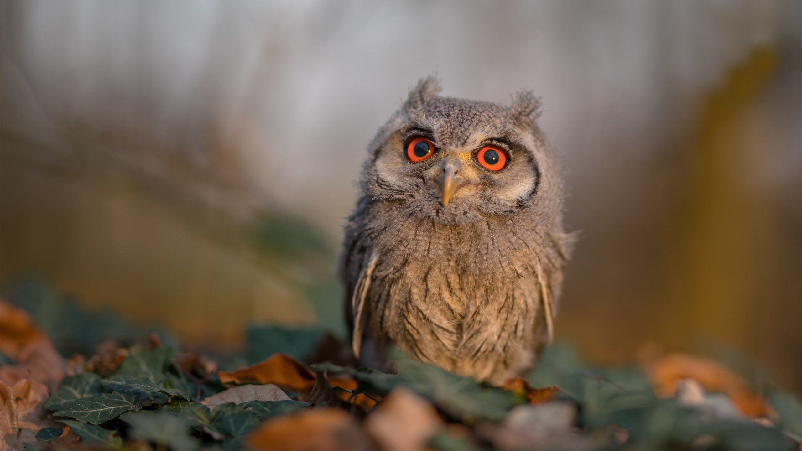 法甲星光璀璨:个人亮相撼动全场,法甲十大新星