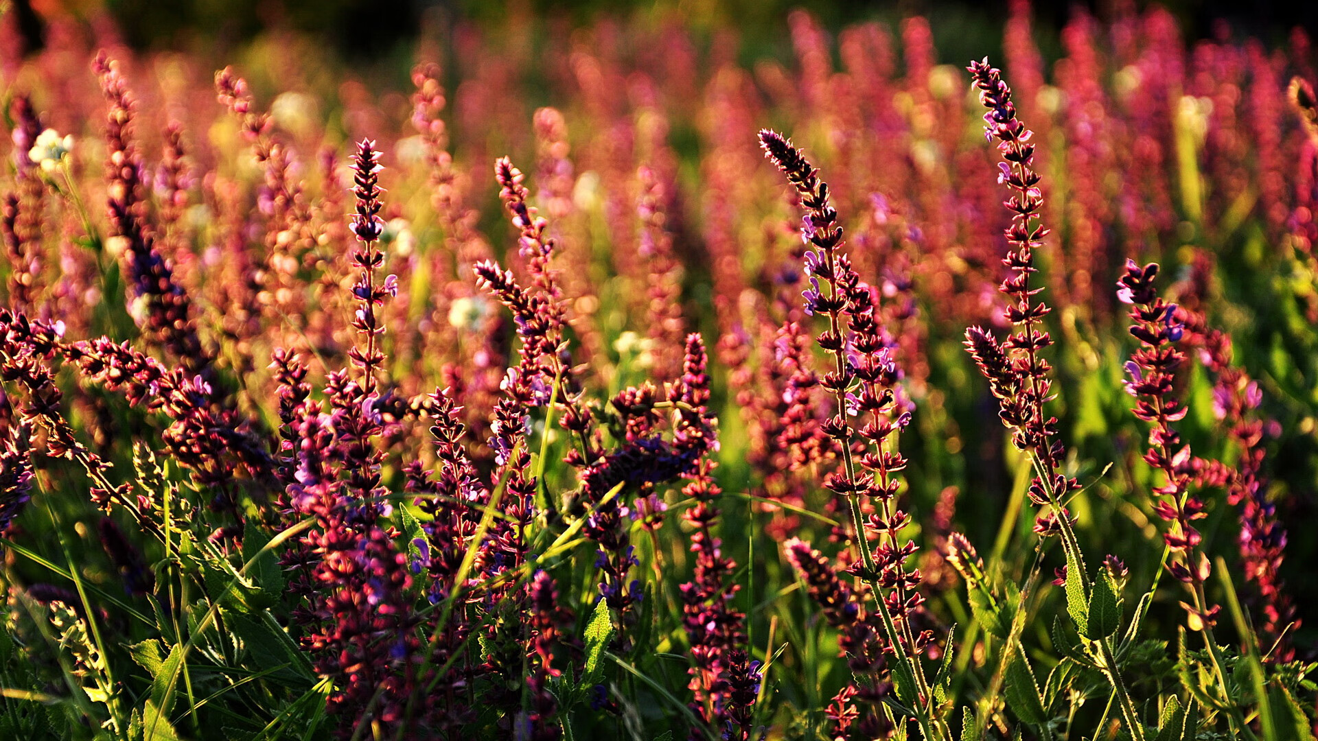 爱尔兰青训系统助力橄榄球未来腾飞，爱尔兰橄榄球联盟