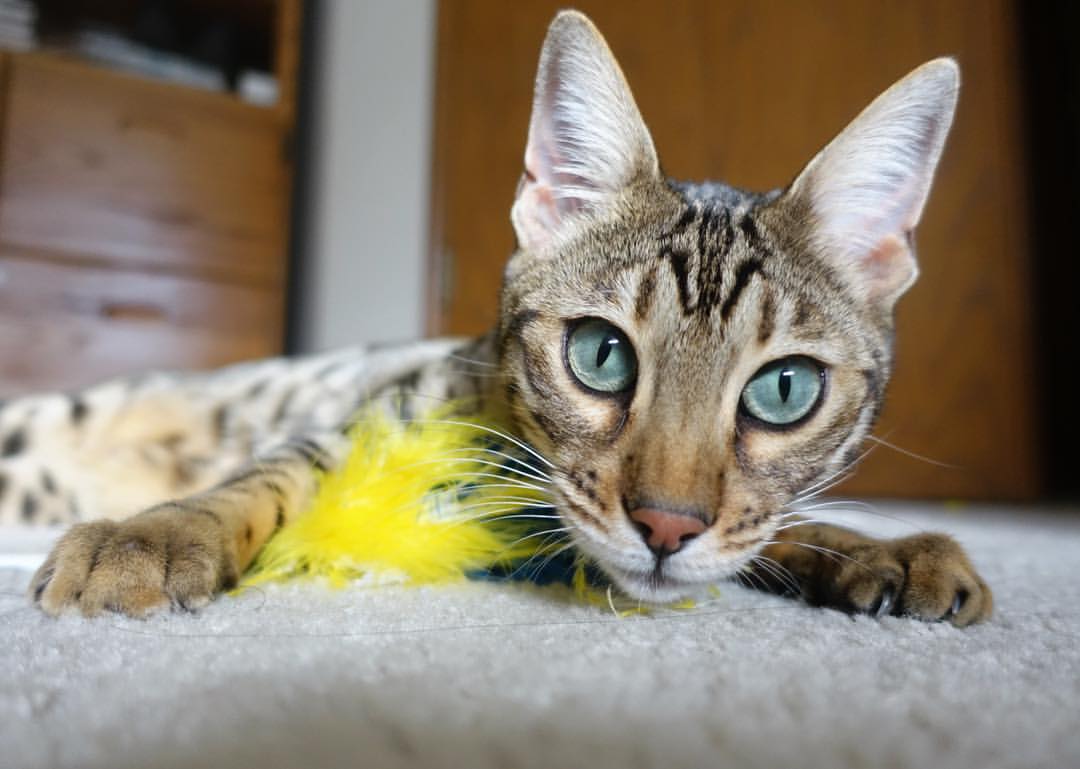 自由泳中程奥地利节奏清晰,奥运自由泳最长距离