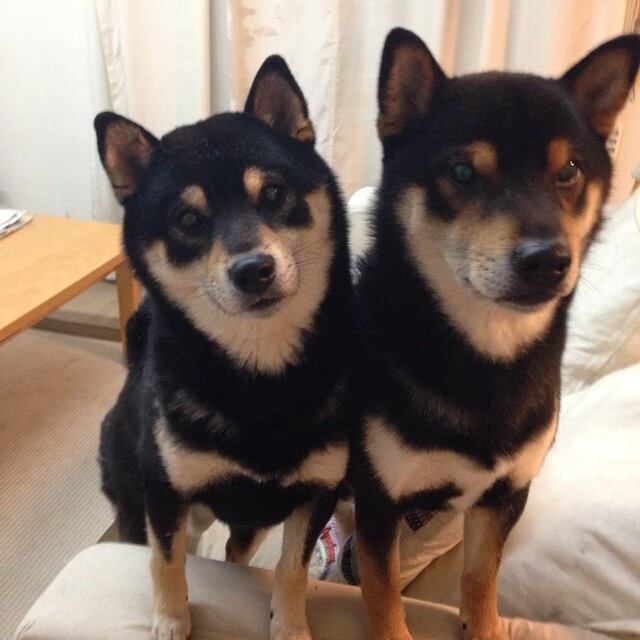 leyu乐鱼-荷兰女将仰泳节奏精准衔接，世界女游泳运动员名将荷兰