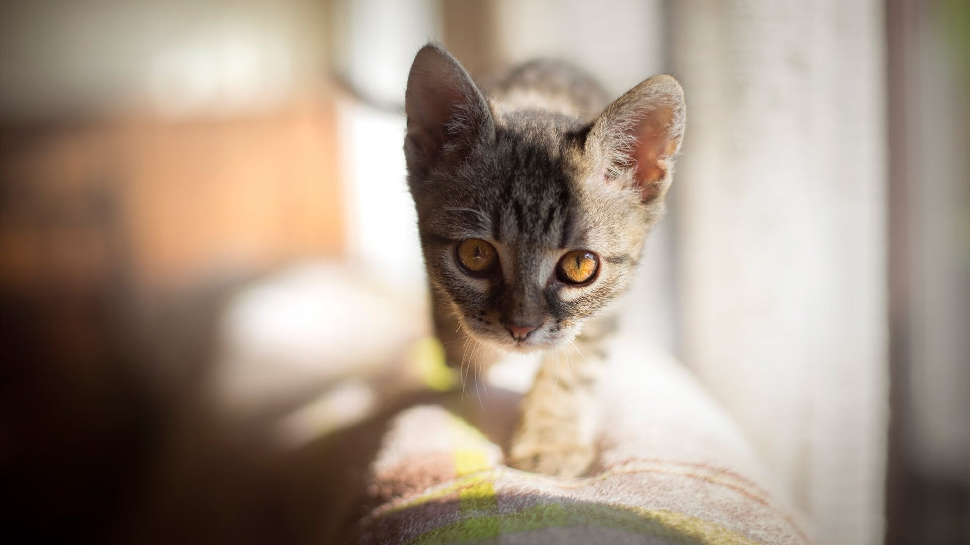 LeyuSports-麦金托什稳步提升比赛节奏与速度，麦金托什海报